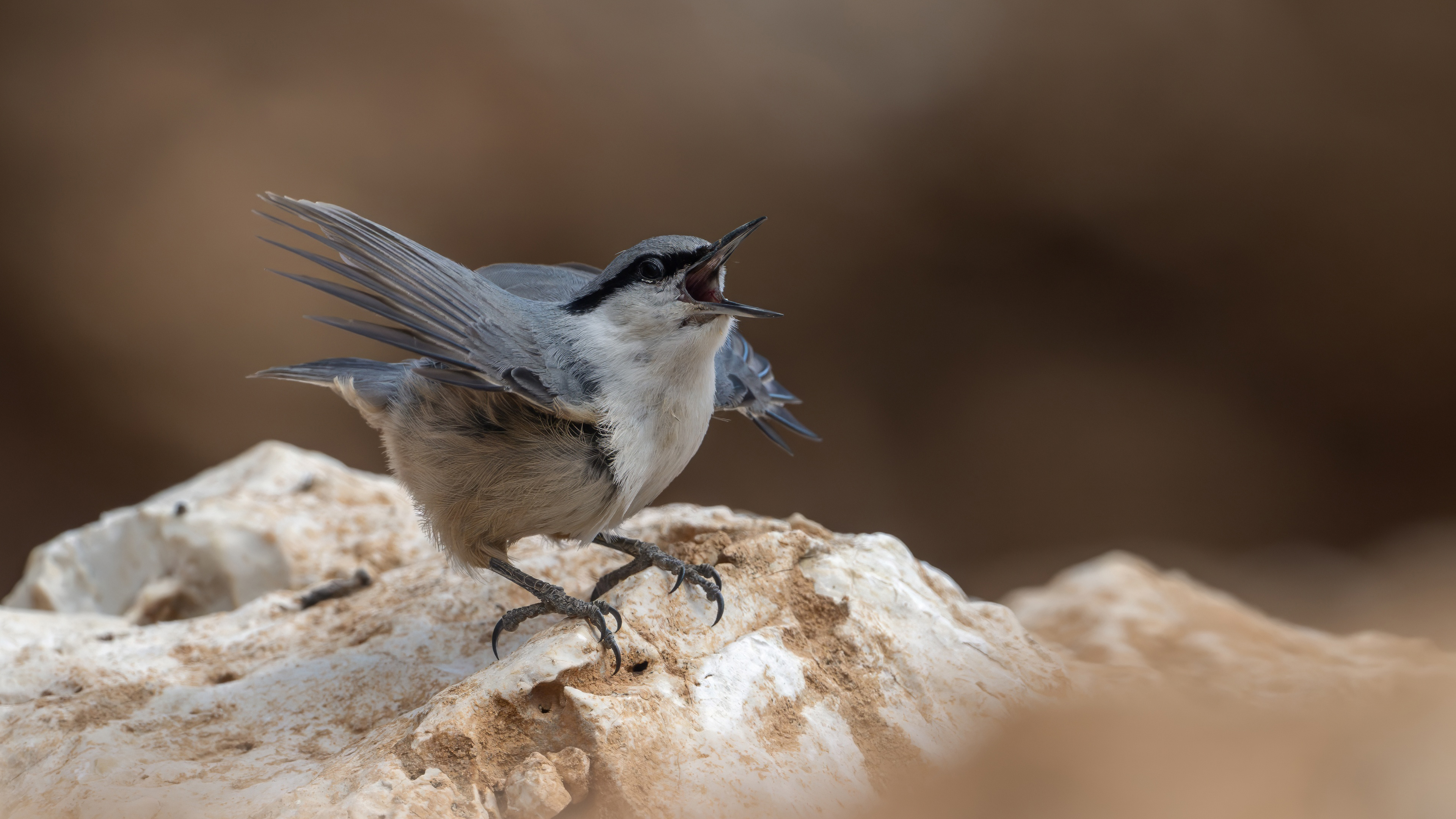 Western Rock Nuthatch